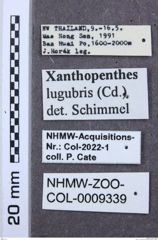 Etikett zu Friedrichiellus seramensis (Schimmel, 2004)